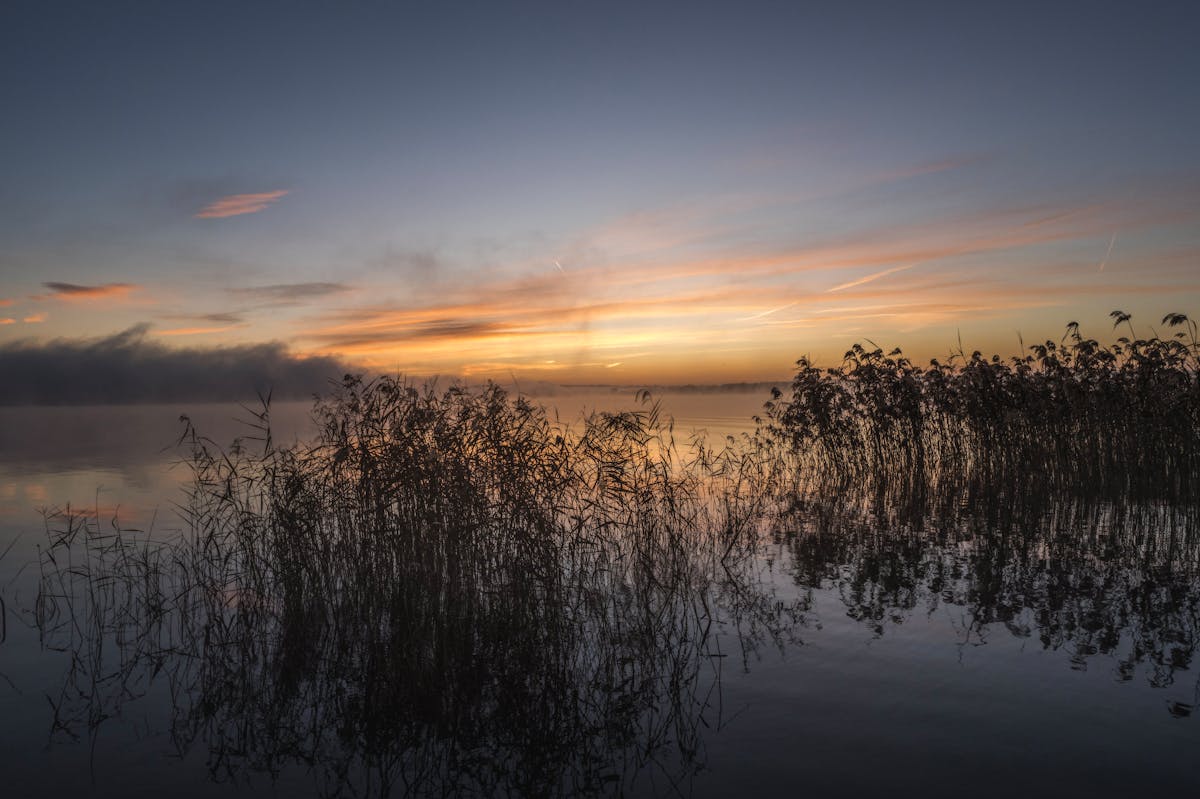 Reeds silhouetted against a still lake at sunrise, pink and orange clouds reflected in the water, Apuan Alps softened by distance