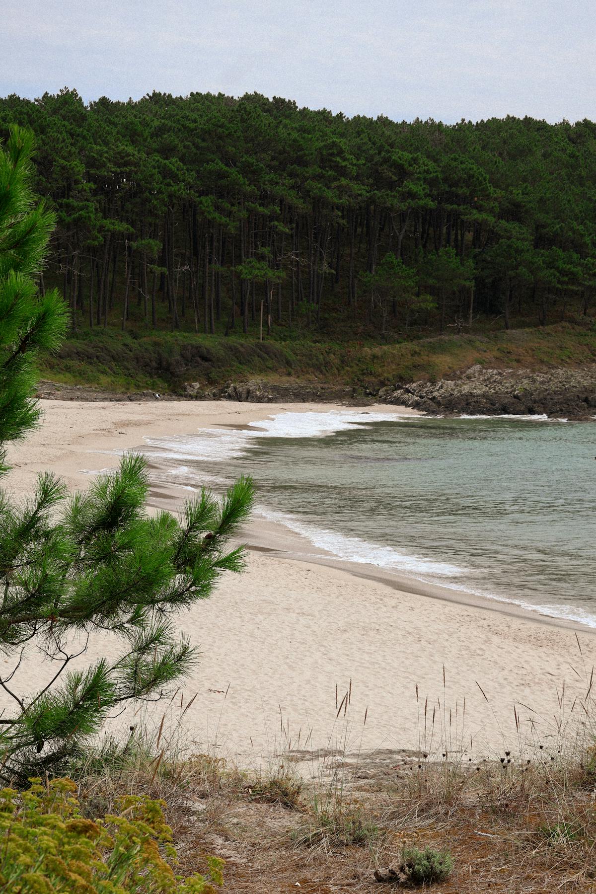 Wide arc of pale Tuscan beach backed by a dense wall of umbrella pines, with a young pine in the foreground