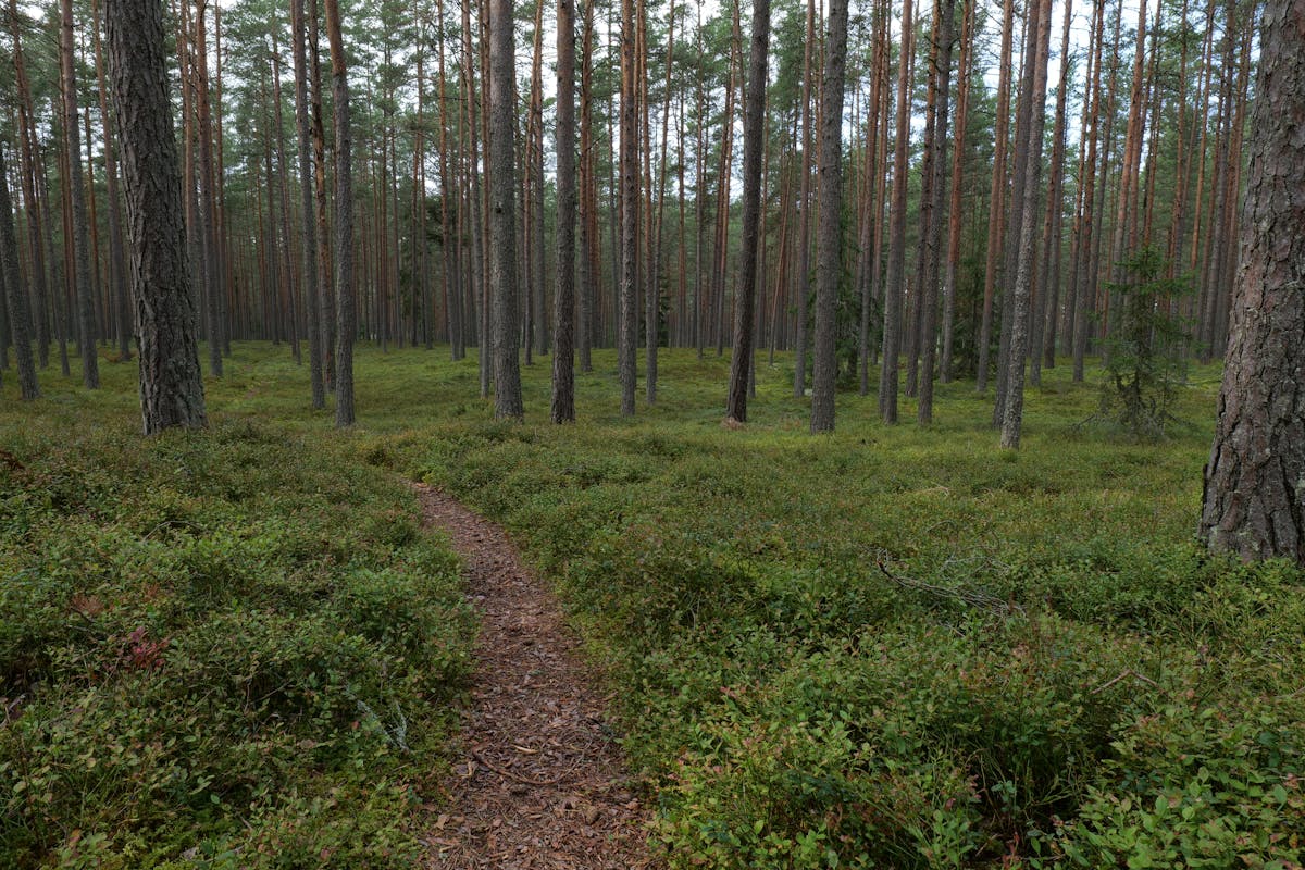 Narrow dirt path cutting through a quiet stand of tall pines with green undergrowth on either side